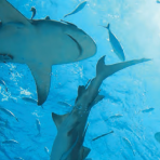 Shark Cover